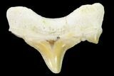 Pathological Shark (Otodus) Tooth - Morocco #108279-1